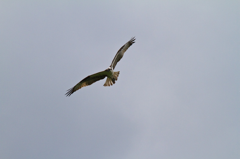 Osprey In Flight